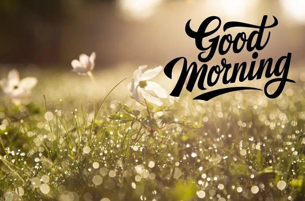 30+ Beautiful Good Morning | High Resolution Images 2025 22 Good Morning Flowers